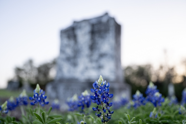 Bluebonnets adorn the spaces at St. Peter Lutheran Church Cemetery on  Sunday, March 15, 2026. The cemetery, with burials reaching back into the19th Century, is along F.M. 972.   Photo by  Andy Sharp.