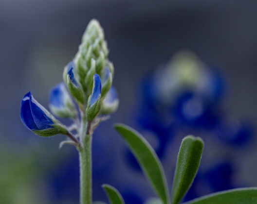 A bluebonnet begins to grow and thrive at St. Peter Lutheran Church Cemetery on  Sunday, March 15, 2026. The cemetery, with burials reaching back into the19th Century, is along F.M. 972.   Photo by  Andy Sharp.