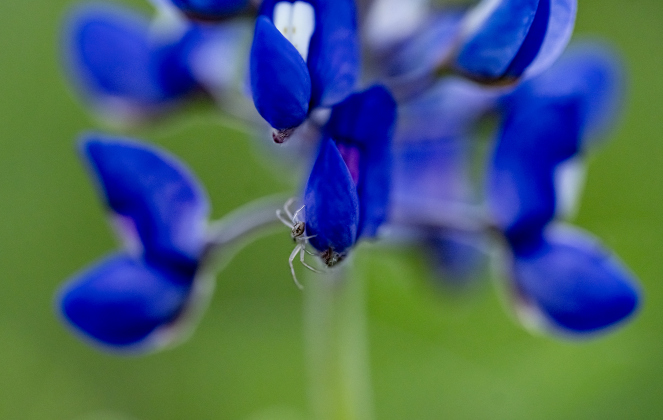 A tiny spider  navigates a bluebonnet bloom at St. Peter Lutheran Church Cemetery on  Sunday, March 15, 2026. The cemetery, with burials reaching back into the19th Century, is along F.M. 972.   Photo by  Andy Sharp.