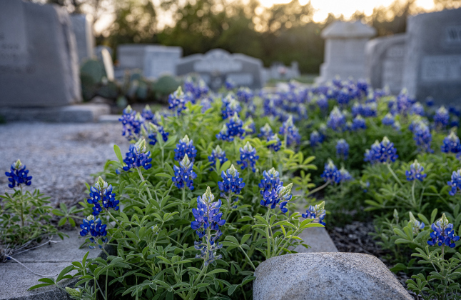 Bluebonnets adorn the spaces at St. Peter Lutheran Church Cemetery on  Sunday, March 15, 2026. The cemetery, with burials reaching back into the19th Century, is along F.M. 972.   Photo by  Andy Sharp. 