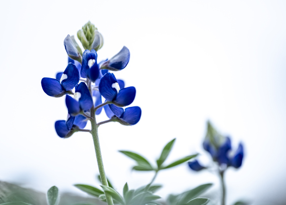 Some of the first Texas Bluebonnets of the season are beginning to show up in the area, like these seen at Our Lady of the Rosary Cemetery & Prayer Gardens on Wednesday, March 4, 2026.   Photo by Andy Sharp.
