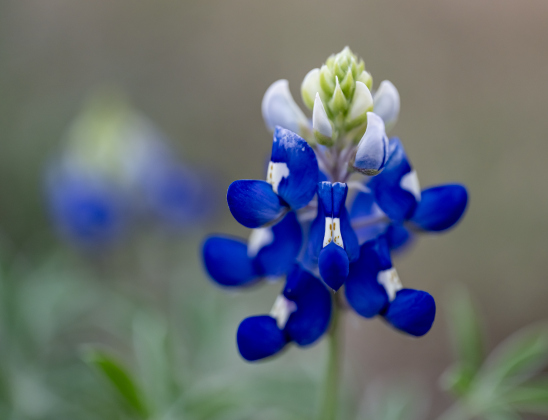 Some of the first Texas Bluebonnets of the season are beginning to show up in the area, like these seen at Our Lady of the Rosary Cemetery &amp; Prayer Gardens on Wednesday, March 4, 2026.   Photo by Andy Sharp.