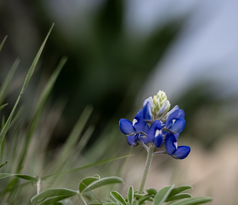 Some of the first Texas Bluebonnets of the season are beginning to show up in the area, like these seen at Our Lady of the Rosary Cemetery &amp; Prayer Gardens on Wednesday, March 4, 2026.   Photo by Andy Sharp.