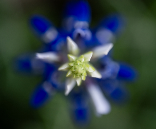 Some of the first Texas Bluebonnets of the season are beginning to show up in the area, like these seen at Our Lady of the Rosary Cemetery &amp; Prayer Gardens on Wednesday, March 4, 2026.   Photo by Andy Sharp.
