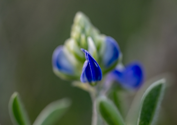Some of the first Texas Bluebonnets of the season are beginning to show up in the area, like these seen at Our Lady of the Rosary Cemetery &amp; Prayer Gardens on Wednesday, March 4, 2026.   Photo by Andy Sharp.