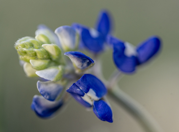 Some of the first Texas Bluebonnets of the season are beginning to show up in the area, like these seen at Our Lady of the Rosary Cemetery &amp; Prayer Gardens on Wednesday, March 4, 2026.   Photo by Andy Sharp.