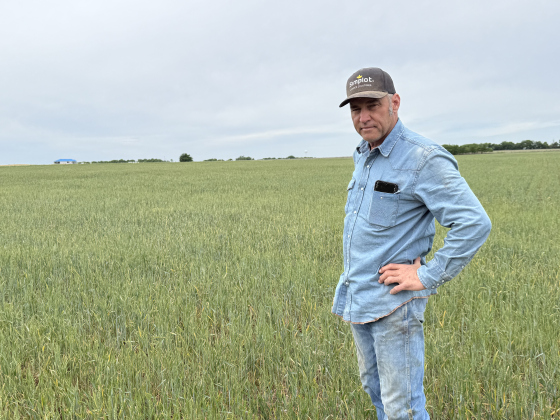 Farmer Dwight Arldt standing by his wheat growing on leased land along County Road 194. He suspects after his year-long lease is over, it will become a housing development. Photo by Abbey Archer