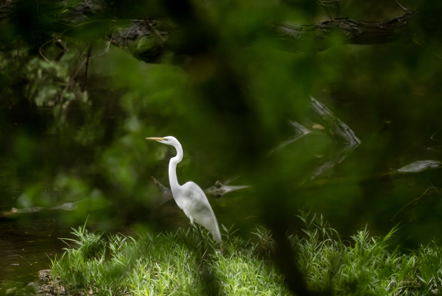 The plant life (and a Great Egret) at Booty's Road Park were encased in afternoon rain on   Sunday, April 12, 2026.  The landscape was transformed by the much-needed dose of moisture.    Photo by  Andy Sharp.
