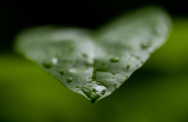 Leaves soak up the raindrops at Booty's Road Park  on   Sunday, April 12, 2026.  The landscape was transformed by the much-needed dose of moisture.    Photo by  Andy Sharp.