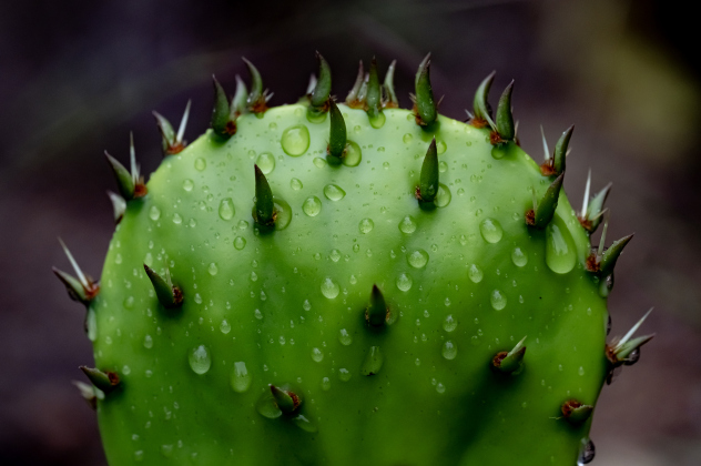 A cactus absorbs raindrops at Booty'ss Road Park on  Sunday, April 12, 2026.  The landscape was transformed by the much-needed dose of moisture.    Photo by  Andy Sharp.  