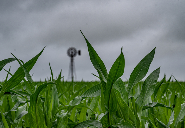 A cornfield along County Road 339 east of Weir soaks up the moisture on Tuesday, April 21, 2026. Rain was present throughout the day in Williamson County, closing some of the area’s roads.      Photo by  Andy Sharp.