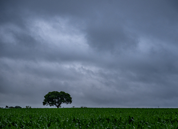 Clouds and rain gather over a cornfield along County Road 356  on Tuesday, April 21, 2026. Rain was present throughout the day in Williamson County, closing some of the area’s roads.      Photo by  Andy Sharp.