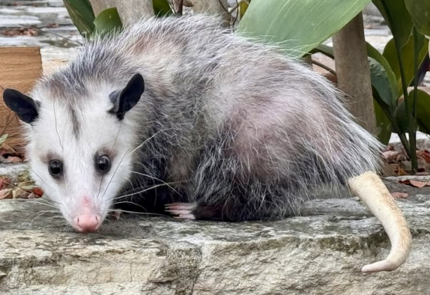 Penny the Opossum was crowned Ambassador of the Year via a popular vote over Red Poppy weekend. 