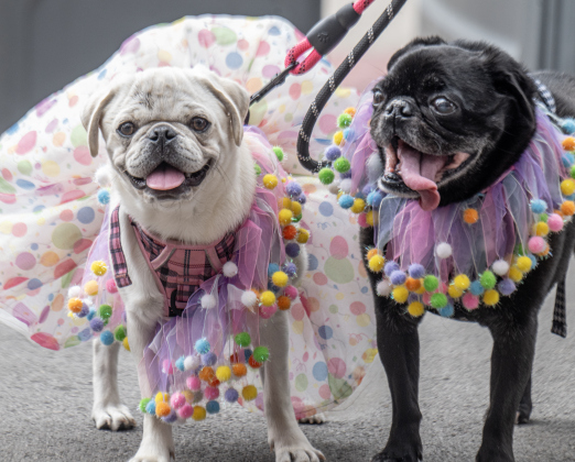 Sookie, left, and her friend Baylor, pugs owned by Krista Olson, were all decked out  for  the Red Poppy Festival POPP Pup Parade and costume contest on Sunday, April 26, 2026.