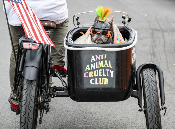 Willow, a French Bulldog, was joined by Jeff Lanfear, her human companion, as she rode in a sidecar attached to Jeff’s e-bike  in the Red Poppy Festival POPP Pup Parade and costume contest on Sunday, April 26, 2026.