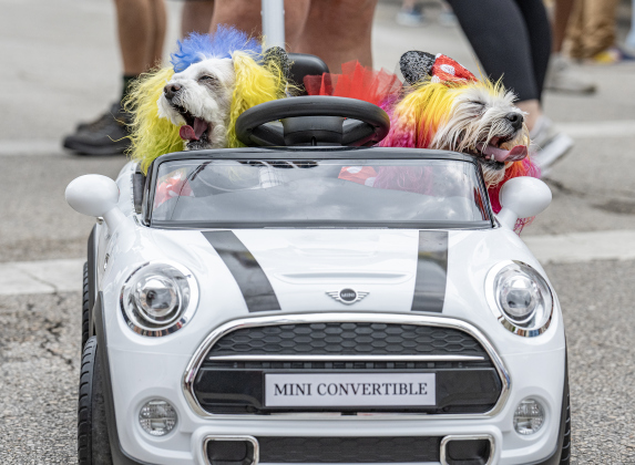 Valentino, left, and Chica, right, each felt like a good yawn as they and their owner Michelle Chapma participated the Red Poppy Festival POPP Pup Parade and costume contest on Sunday, April 26, 2026.  They really did seem to like riding in their little car.   Photo by  Andy Sharp.