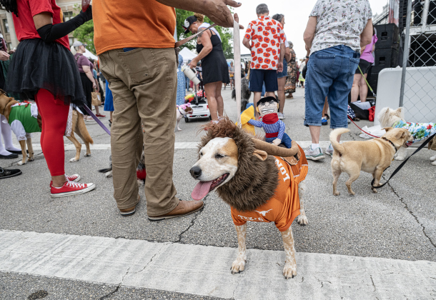 Misty, dressed as a Texas Longhorn, was joined by her owner Danny Davis  in the Red Poppy Festival POPP Pup Parade and costume contest on Sunday, April 26, 2026.   Photo by  Andy Sharp.
