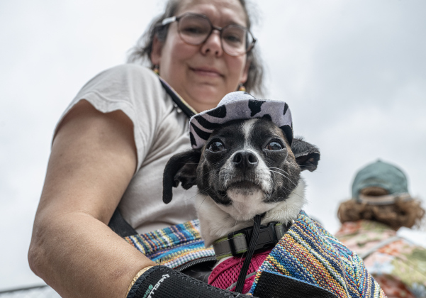 Sarafina, wearing her cowboy hat, was joined by her owner Kimberly Caito as they participated in the Red Poppy Festival POPP Pup Parade and costume contest on Sunday, April 26, 2026.   Photo by  Andy Sharp.