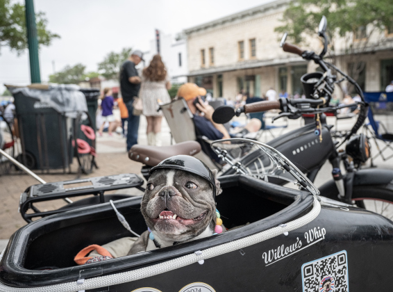Willow, a French Bulldog owned by Jeff Lanfear, waits in her special sidecar for the start of the  Red Poppy Festival parade on Saturday, April 25, 2026.   Photo by  Andy Sharp.