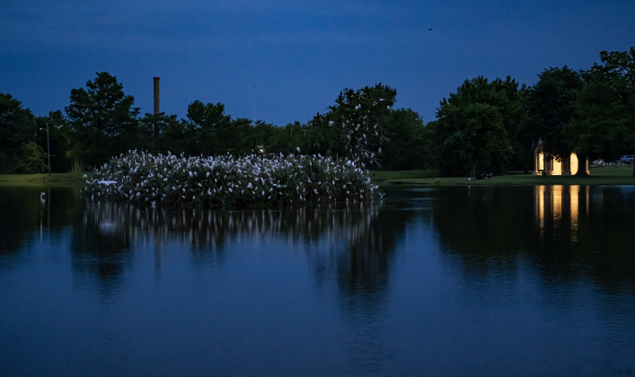 Egrets gather at the rookery in Murphy Park on a cloudy night, Monday, April 20, 2026.  These migratory birds were slow in arriving at their nesting area this year, but their numbers are growing.     Photo by  Andy Sharp.