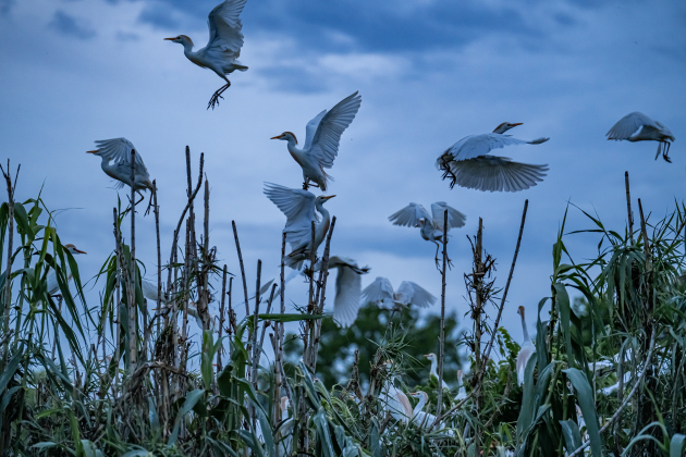 Egrets gather at the rookery in Murphy Park on a cloudy night, Monday, April 20, 2026.  These migratory birds were slow in arriving at their nesting area this year, but their numbers are growing.     Photo by  Andy Sharp.