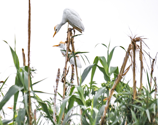 Egrets gather at the rookery in Murphy Park on a cloudy night, Monday, April 20, 2026.  These migratory birds were slow in arriving at their nesting area this year, but their numbers are growing.     Photo by  Andy Sharp.