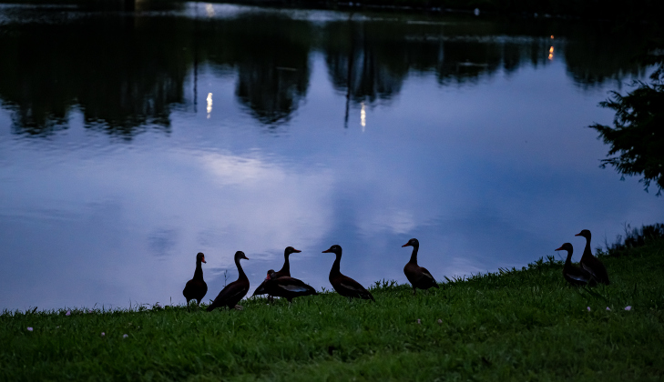 Whistling Ducks join the egrets at the rookery in Murphy Park on a cloudy night, Monday, April 20, 2026.  These migratory birds were slow in arriving at their nesting area this year, but their numbers are growing.     Photo by  Andy Sharp.