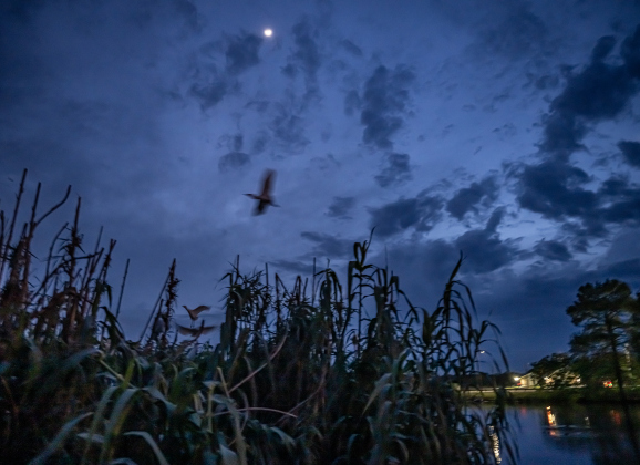 Egrets gather at the rookery in Murphy Park on a cloudy night, Monday, April 20, 2026.  These migratory birds were slow in arriving at their nesting area this year, but their numbers are growing.     Photo by  Andy Sharp.