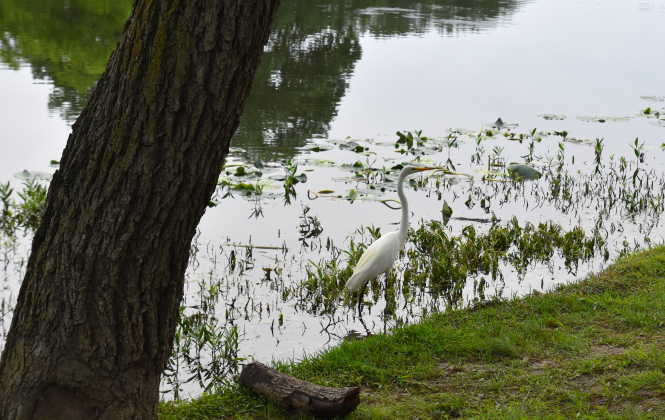 A Great Egret stands in the lake at Legacy Hills Park in Sun City.