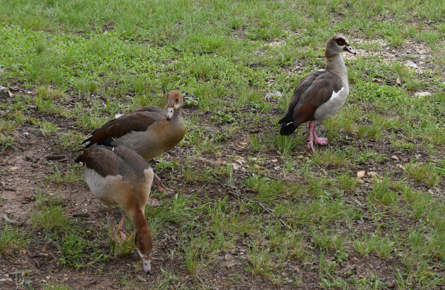A family of Egyptian Geese live at the pond in Legacy Hills Park. The mother, right, is recovering from having a fishing line wrapped around her foot.