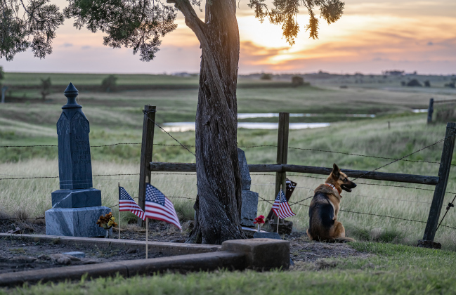 A dog whose name tag identifies her as Fancy spends time among the  American flags adorning  burial sites at Mager Cemetery on Saturday, June 13, 2026.  They were placed this weekend by volunteers from the Hermann Sons Coupland-New Bern Lodge.  The flags coincide  with Flag Day on Sunday, June 14, 2026.   Photo by Andy Sharp