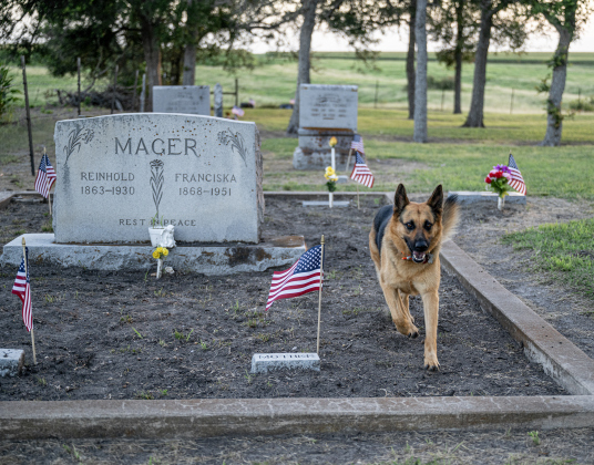 A dog whose name tag identifies her as Fancy spends time among the  American flags adorning  burial sites at Mager Cemetery on Saturday, June 13, 2026.  They were placed this weekend by volunteers from the Hermann Sons Coupland-New Bern Lodge.  The flags coincide  with Flag Day on Sunday, June 14, 2026.   Photo by Andy Sharp
