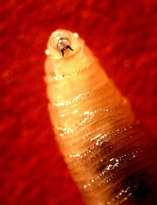 A New World screwworm larvae. (Courtesy United States Department of Agriculture)