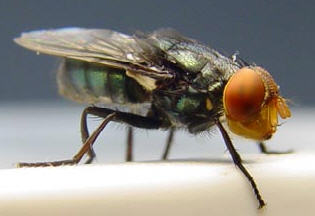 A New World screwworm fly. (Mexican-American Commission for the Eradication of the Screwworm)