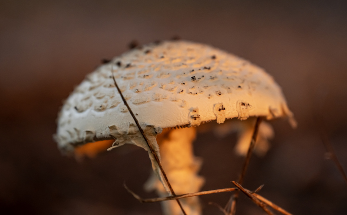 Evening light falls on a mushroom growing nearby.