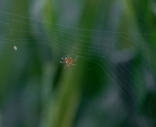 A spider weaves its web by a cornfield adjacent to Mager Cemetery.