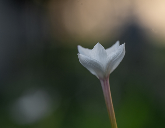 Rain Lilies adorn the grounds.
