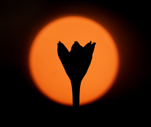 A Rain Lily is silhouetted against the setting sun.