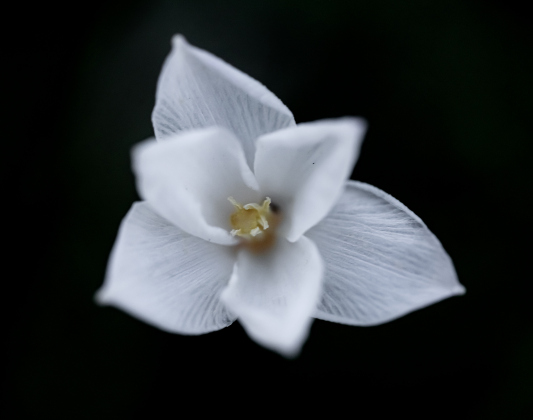A Rain Lily, one of several, adorns Mager Cemetery
