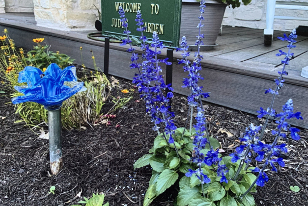 Indigo Spires Salvia in Judy Marrou’s garden.
