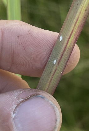 Pasture mealybugs can be seen on a blade of grass with associated reddening.    Courtesy  Texas A&M Agrilife Extension Office 