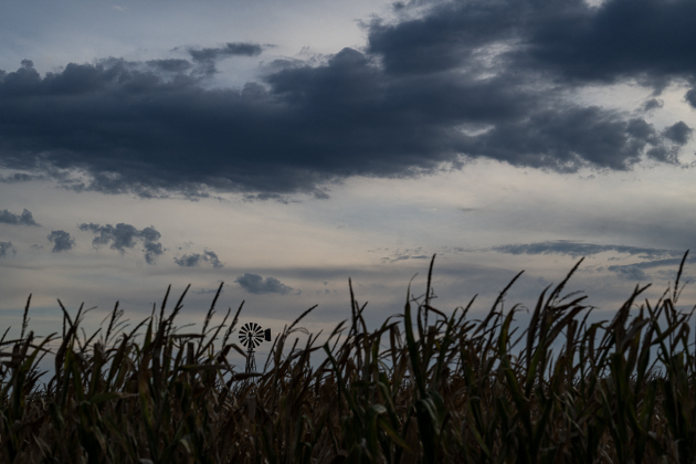A cornfield nearing harvest is seen near FM 971 east of Weir  on Monday, July 6, 2026.  Photo by Andy Sharp