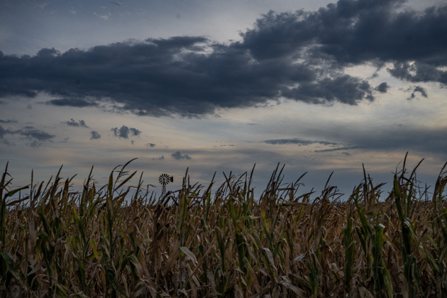 A cornfield nearing harvest is seen near FM 971 east of Weir  on Monday, July 6, 2026.  Photo by Andy Sharp