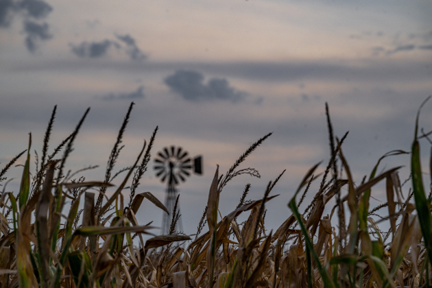 A cornfield nearing harvest is seen near FM 971 east of Weir  on Monday, July 6, 2026.  Photo by Andy Sharp