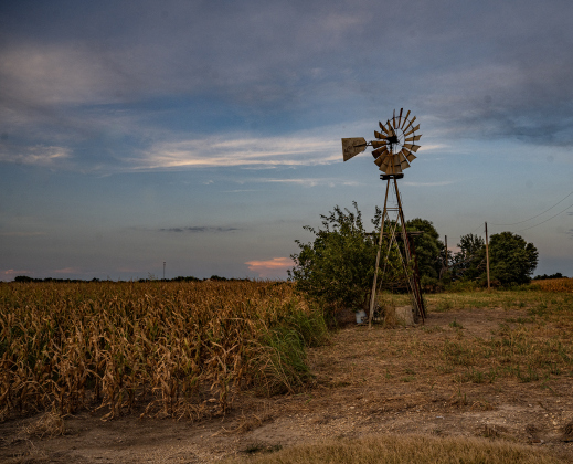 A cornfield nearing harvest is seen along County Road 336 south of Granger on Monday, July 6, 2026.  Photo by Andy Sharp