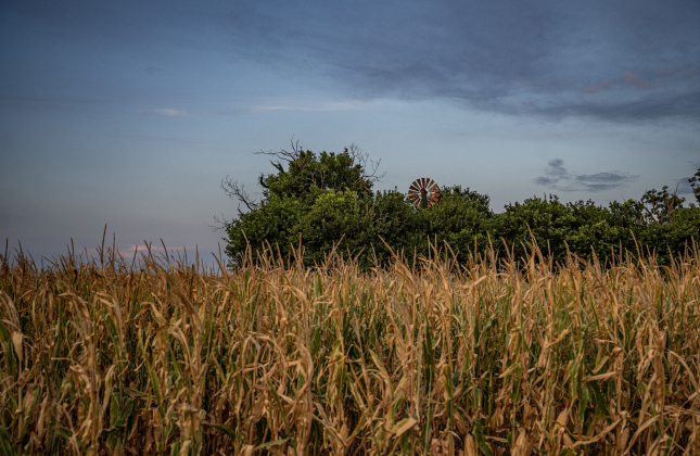 A cornfield nearing harvest is seen along County Road 345 north of Circleville on Monday, July 6, 2026.  Photo by Andy Sharp