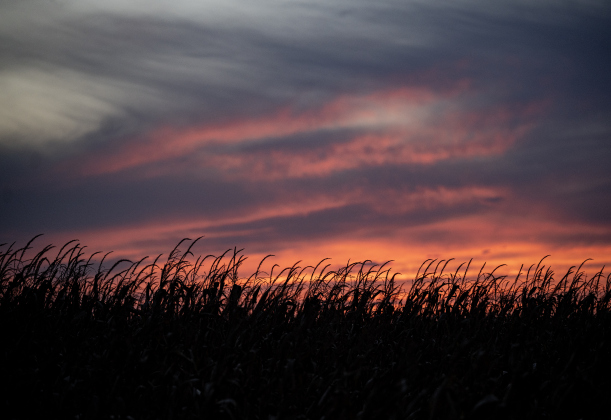 A cornfield nearing harvest is seen near Bill Pickett Trail in Taylor on Monday, July 6, 2026.  Photo by Andy Sharp 