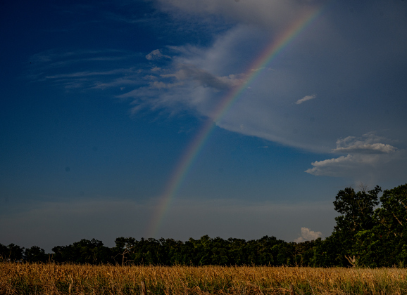 A rainbow forms over a cornfield along County Road 366 on Tuesday, July 7, 2026.  Photo by Andy Sharp