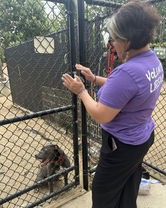 With the help of a clear quartz to work on his heart chakra, Ms. Huber administers Reiki therapy to Pinto, a dog at the Williamson County Regional Animal Shelter.