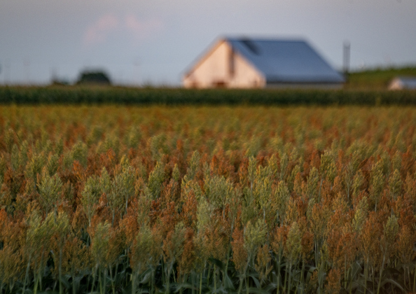 Milo (grain sorghum) grows along County Road 132  on Tuesday, June 9, 2026.  Photo by Andy Sharp.